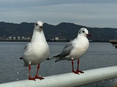 -海埂大坝