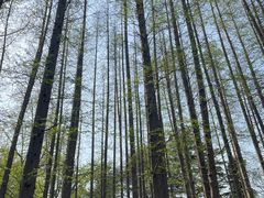 -八大关景区