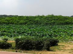 -丁香湖公园