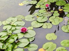 -眉山湿地公园(东坡区)