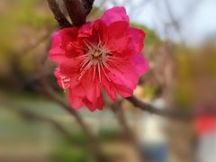 -南国桃园旅游度假区