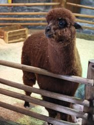 -Zoolung Zoolung动物主题公园(海信广场店)