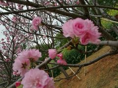 -天适樱花悠乐园