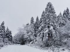 -武陵山森林公园