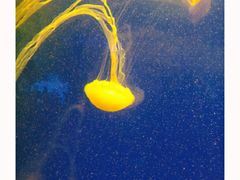 -上海海洋水族馆