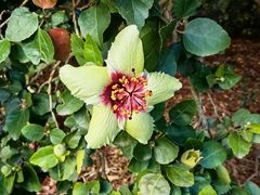 -墨尔本皇家植物园
