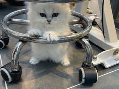 -萌兽医馆·眼科·异宠专科(三里屯店)