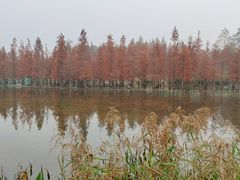 -白鹭湾湿地公园