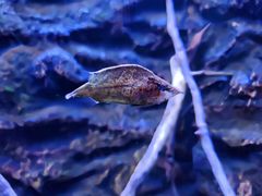 -上海海洋水族馆