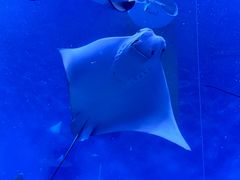 -上海海洋水族馆