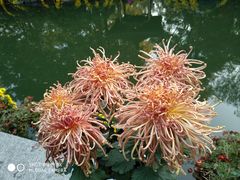 -杭州植物园