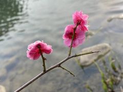 -上海怡沁园度假酒店
