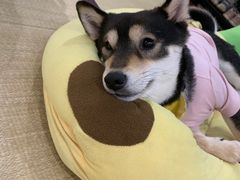 -逗柴咖啡屋·狗咖猫咖宠物桌游