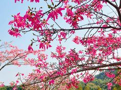 -风云岭森林公园