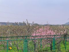 -树山生态村