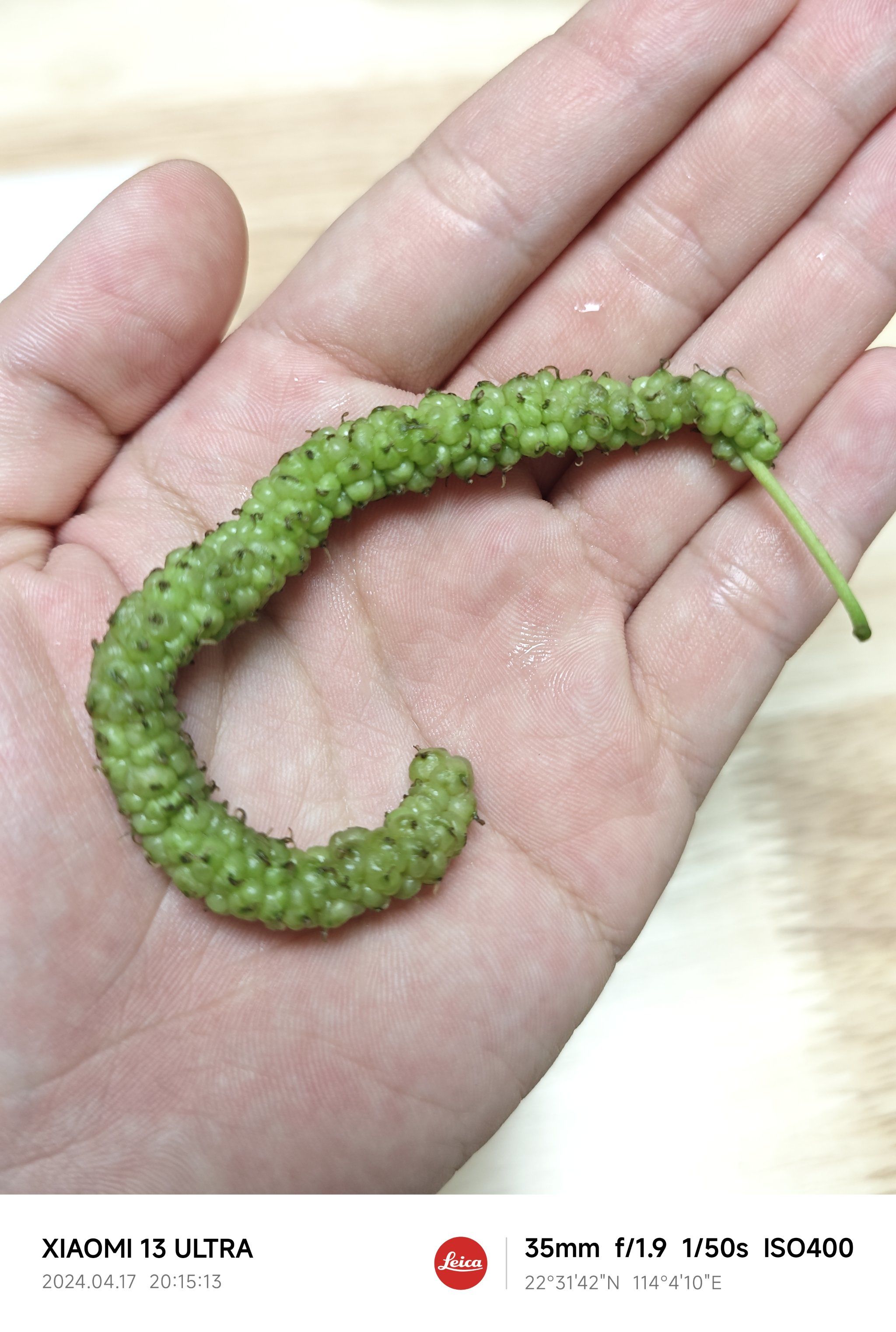 长得像毛毛虫91的水果