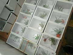 -中环花鸟鱼虫市场