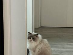 -创凡宠物医院·骨专科  猫科中心(西乡分院)