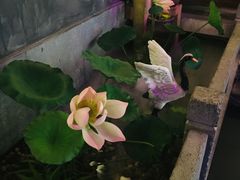 -韵秋荷(宝山龙湖天街店)