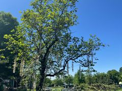 -静之湖湖畔餐厅