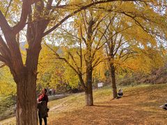 -千年银杏谷文化旅游区