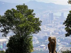 -梧桐山风景名胜区