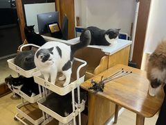 -是阿柴呀！柴犬咖啡·爱喵喵猫咖