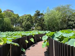 -陈家山荷花公园