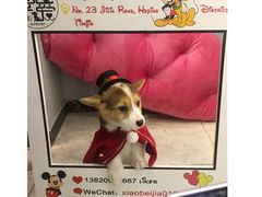 -超宠爱宠物摄影-Super pet