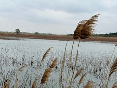 -泗洪洪泽湖湿地景区