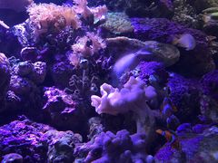 -悉尼海洋生物水族馆