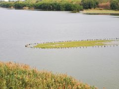 -华侨城湿地公园