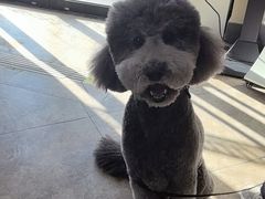 -美联众合动物医院·24h转诊中心