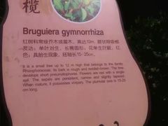 -东寨港红树林旅游区