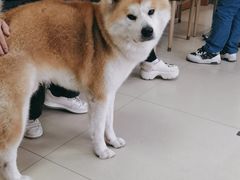-宠福鑫动物医院(城北分院)