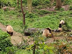 -中国大熊猫保护研究中心雅安碧峰峡基地