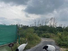 -盐城丹顶鹤湿地生态旅游区