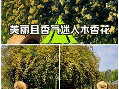 -鹅湖玫瑰文化园