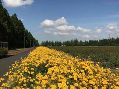 -上海长兴岛郊野公园