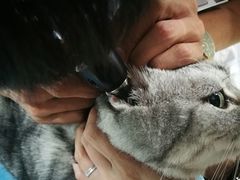 耳朵检查-美迦爱-牙专科·兔科·骨科诊疗中心(北苑店)