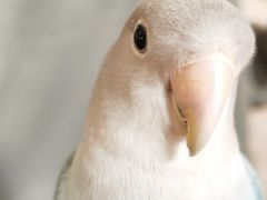 -吉丁鸟咖·异宠·寄养