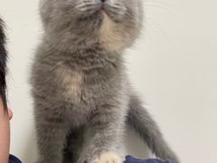 -猫十亿·布偶金渐层·曼基康矮脚猫舍(青年路店)