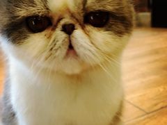 -more than meow吴止猫主题餐厅(承德 中船汇店)