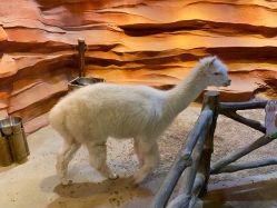 -酷嗒动物文化乐园(cutezoo西溪乐天城店)