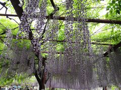 -嘉定紫藤园