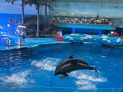 -海合安成都极地海洋公园