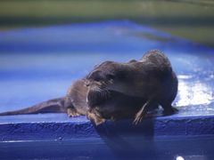 -海合安武汉极地海洋公园