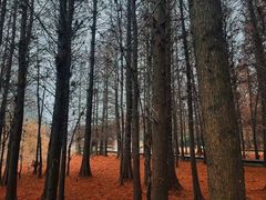 -溱湖国家湿地公园