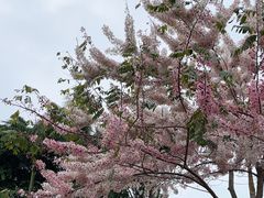 -深圳湾公园(南山区)