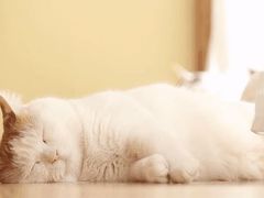 -CoCo都可(合生汇店)